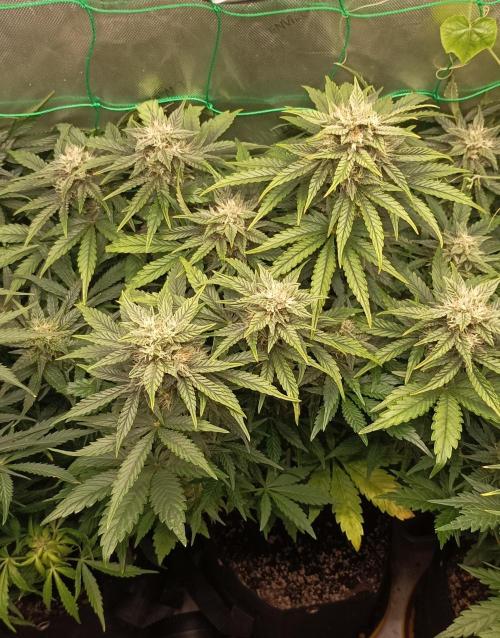 Tropicana Cookies. Week 8