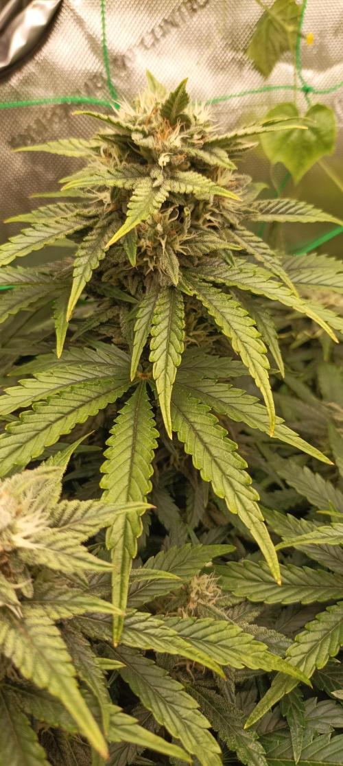 Tropicana Cookies. Week 8