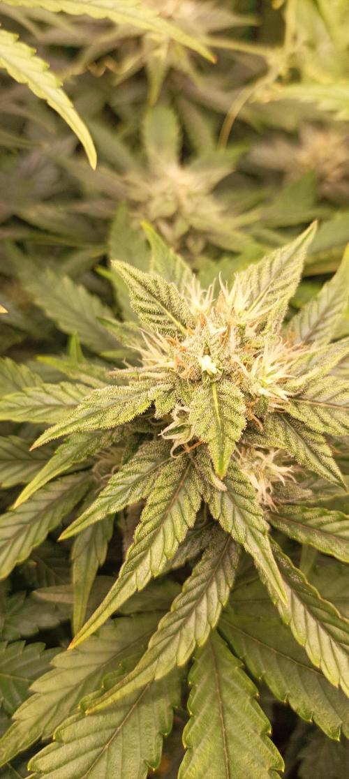 Tropicana Cookies. Week 8