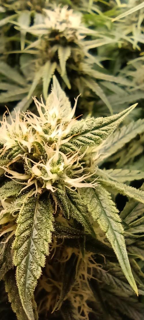 Tropicana Cookies. Week 8