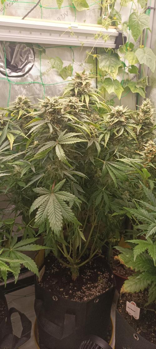 Tropicana Cookies. Week 9