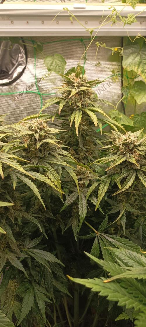 Tropicana Cookies. Week 9