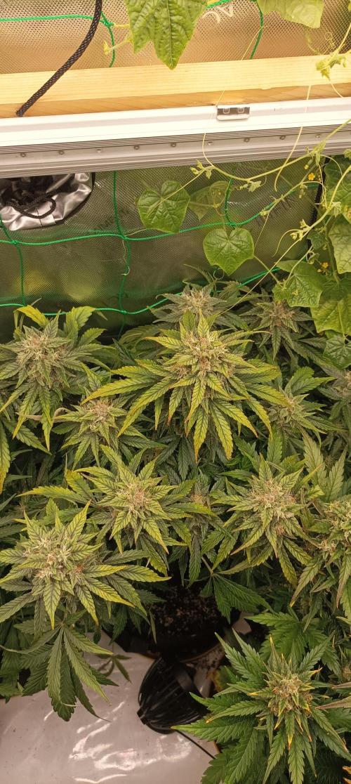 Tropicana Cookies. Week 9