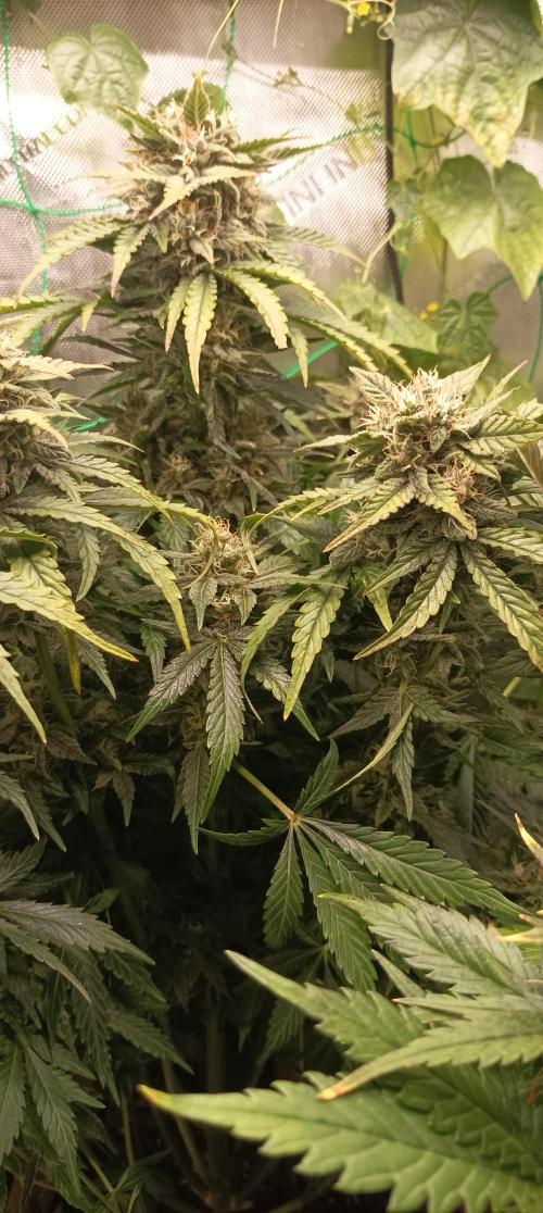 Tropicana Cookies. Week 9