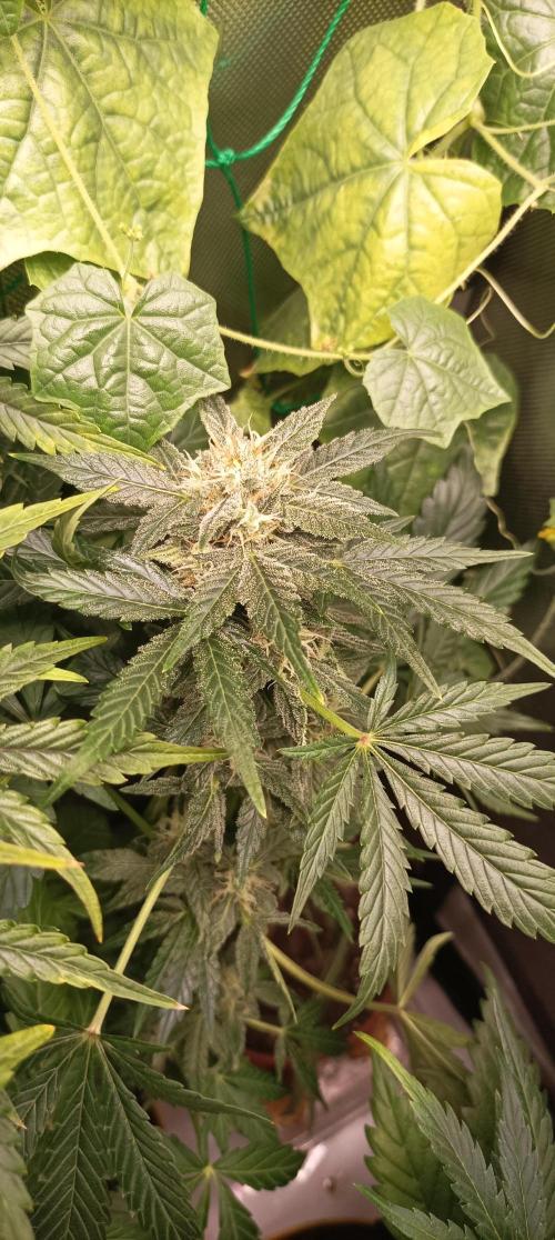 Tropicana Cookies. Week 9