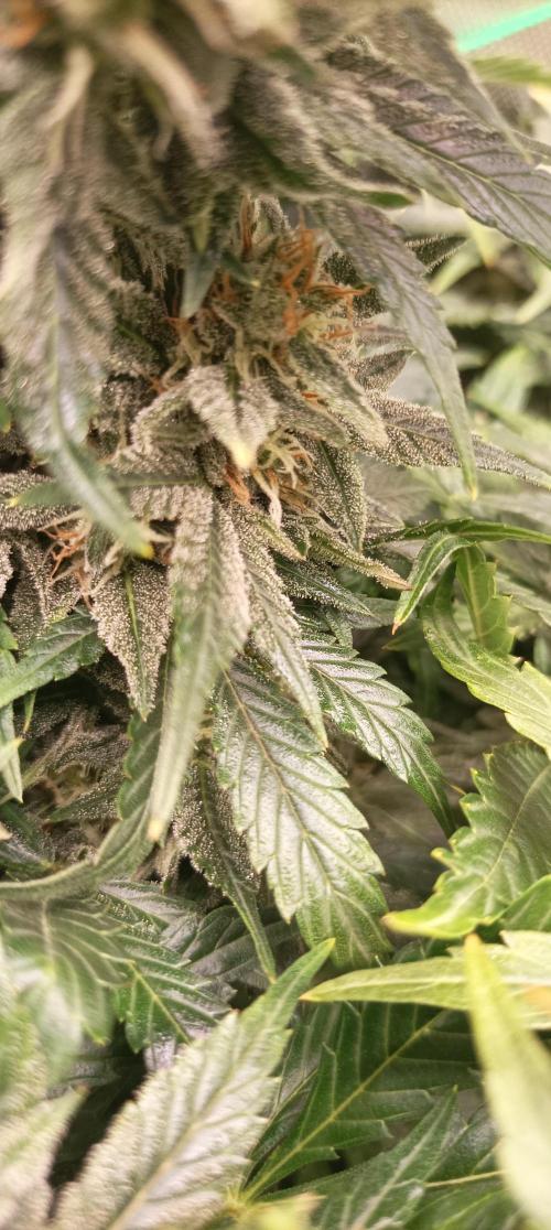 Tropicana Cookies. Week 9