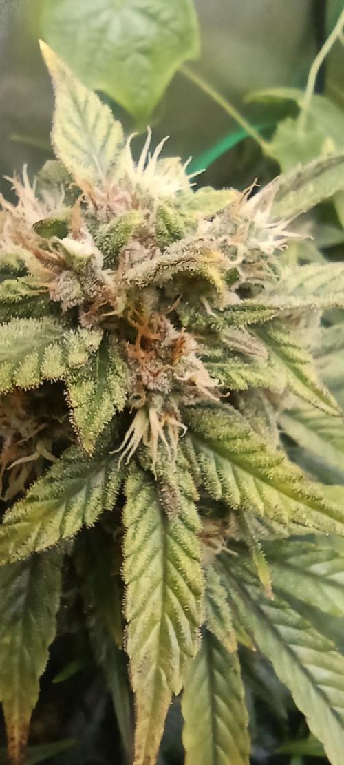 Tropicana Cookies. Week 9