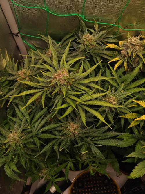 NORTHERN LIGHT. Week 10