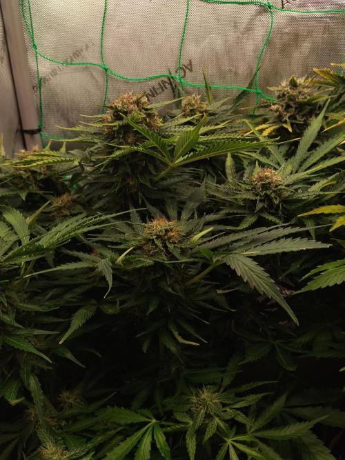 NORTHERN LIGHT. Week 10