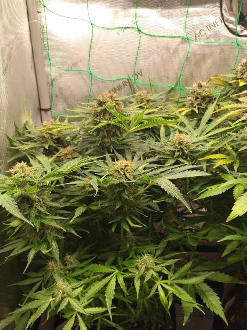 NORTHERN LIGHT. Week 10