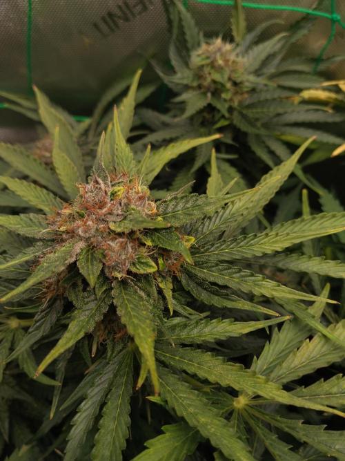 NORTHERN LIGHT. Week 10