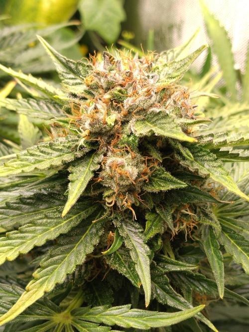 NORTHERN LIGHT. Week 10