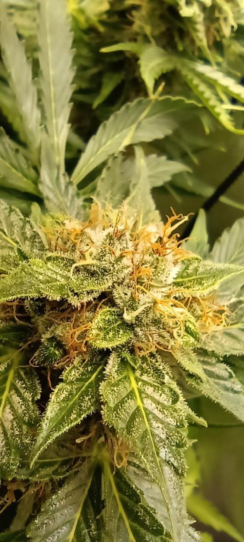 NORTHERN LIGHT. Week 10