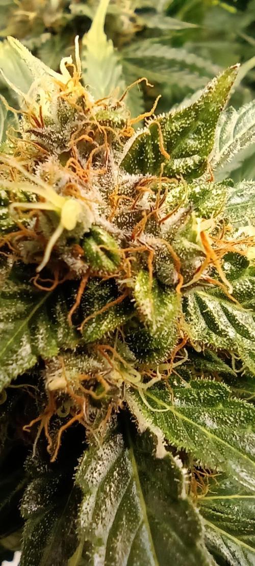 NORTHERN LIGHT. Week 10