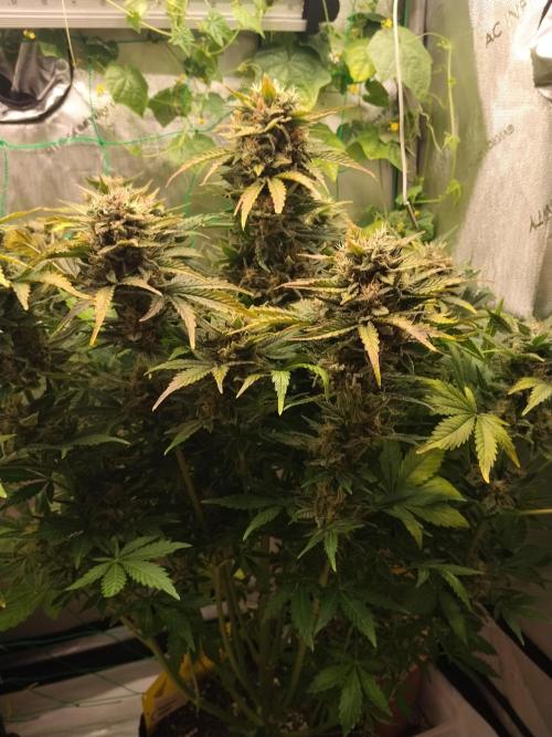 Tropicana Cookies. Week 10