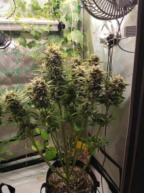 Tropicana Cookies. Week 10