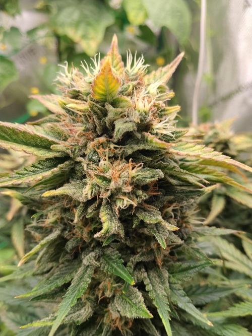 Tropicana Cookies. Week 10