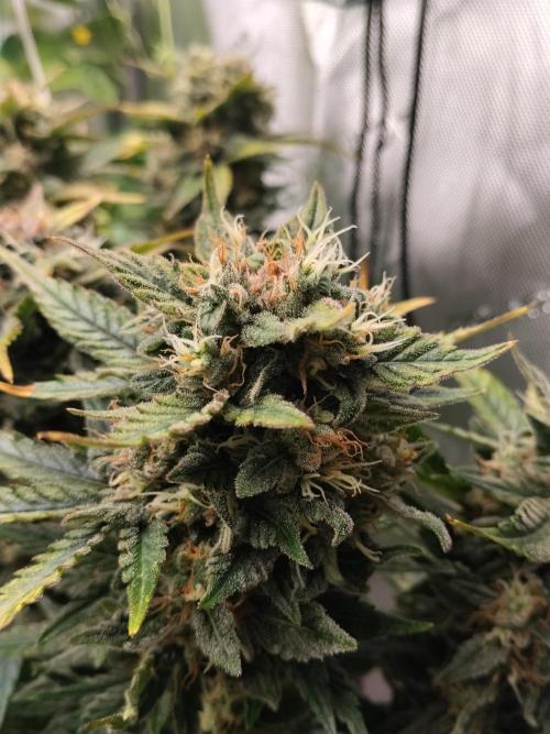 Tropicana Cookies. Week 10