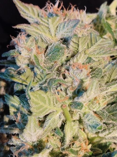 Tropicana Cookies. Week 10