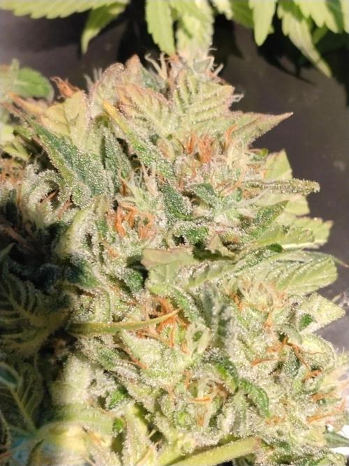 Tropicana Cookies. Week 10