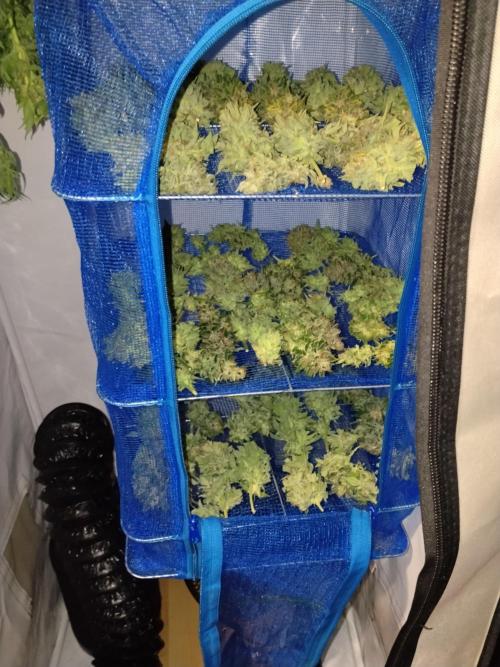 Tropicana Cookies. Week 10 - Fertig zum Trocknen 😊