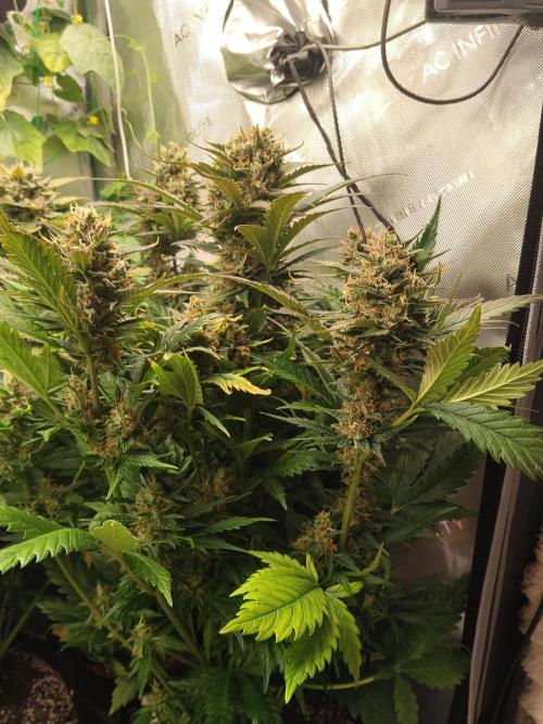 Sour Diesel. Week 10