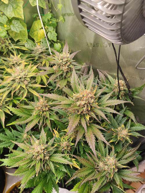 Sour Diesel. Week 10