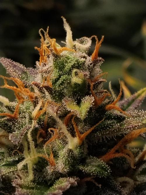 Sour Diesel. Week 10