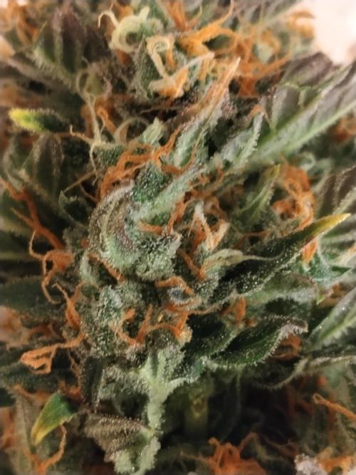 Sour Diesel. Week 10