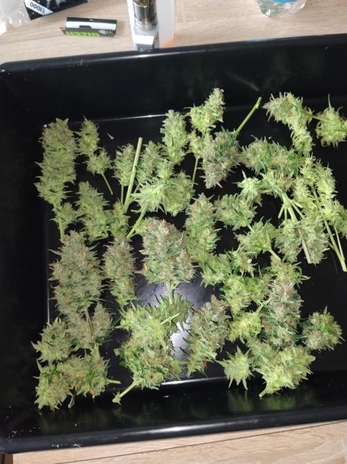 Sour Diesel. Week 10