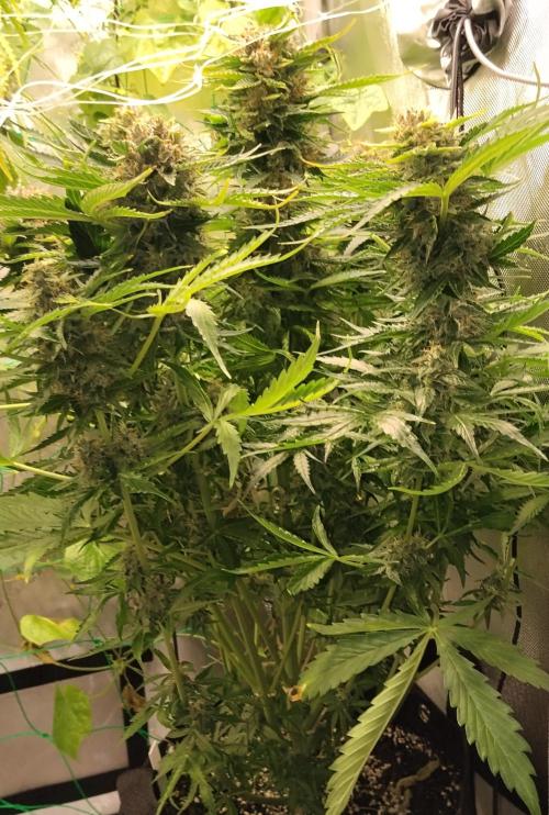 NORTHERN LIGHT. Week 11