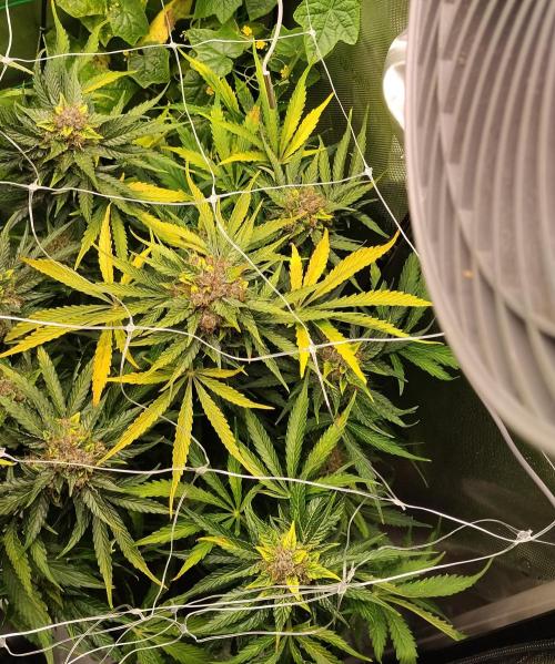 NORTHERN LIGHT. Week 11 - Vor dem entlauben