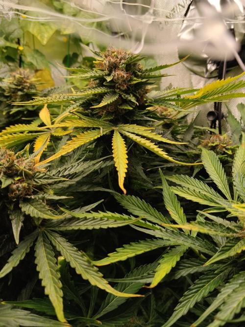 NORTHERN LIGHT. Week 11