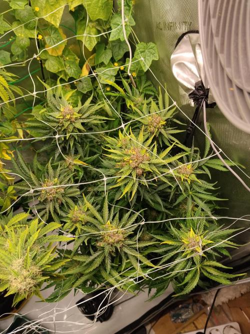 NORTHERN LIGHT. Week 11 - Nach dem entlauben 