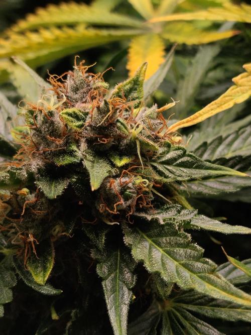 NORTHERN LIGHT. Week 11