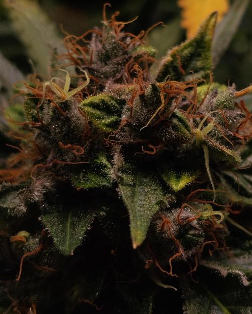 NORTHERN LIGHT. Week 11