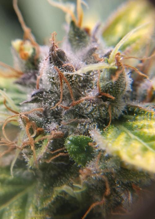 NORTHERN LIGHT. Week 11