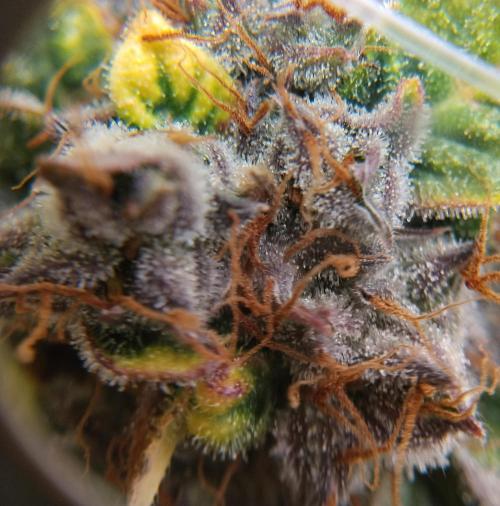 NORTHERN LIGHT. Week 11