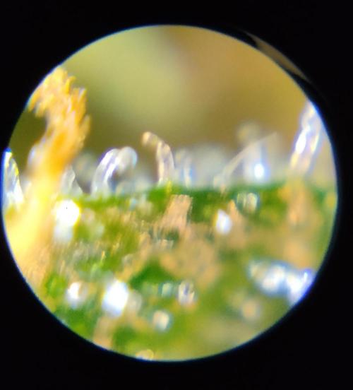 NORTHERN LIGHT. Week 11