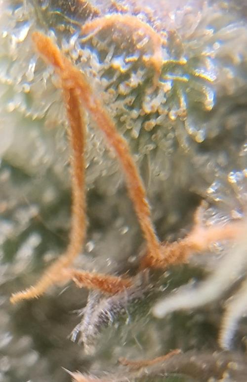 NORTHERN LIGHT. Week 11