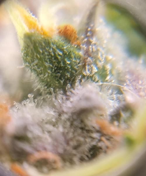 NORTHERN LIGHT. Week 11