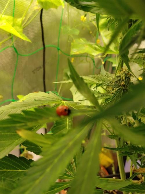 NORTHERN LIGHT. Week 11