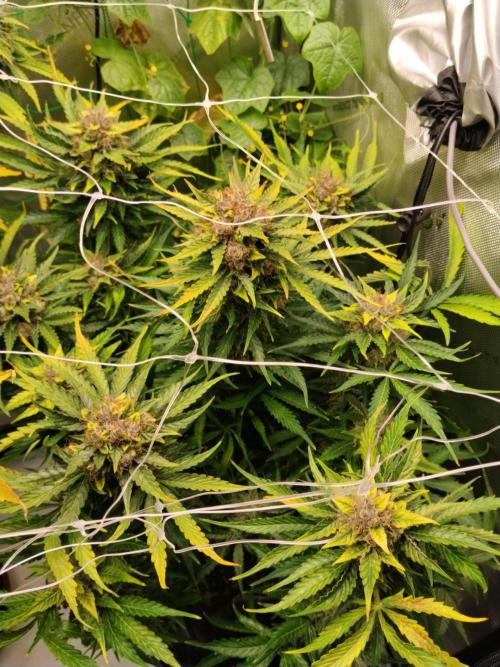 NORTHERN LIGHT. Week 12