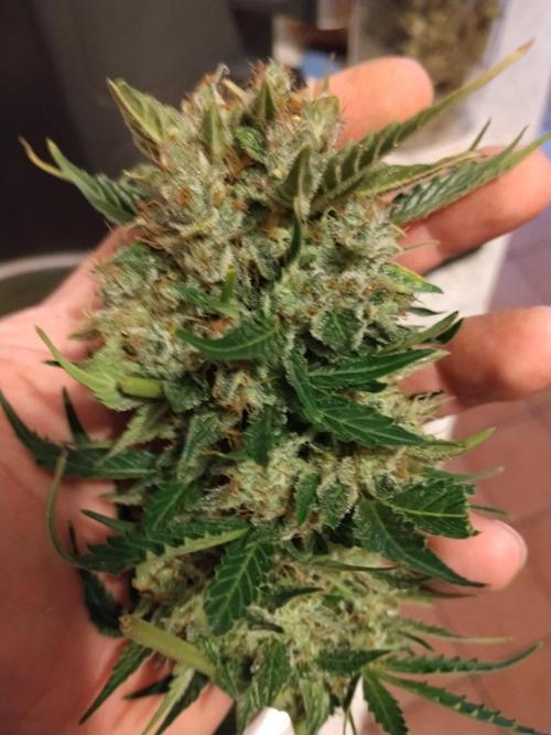 NORTHERN LIGHT. Week 12