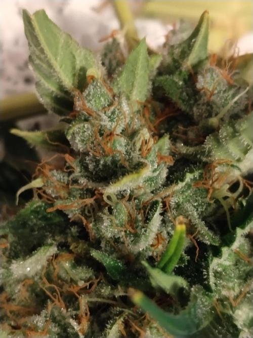 NORTHERN LIGHT. Week 12