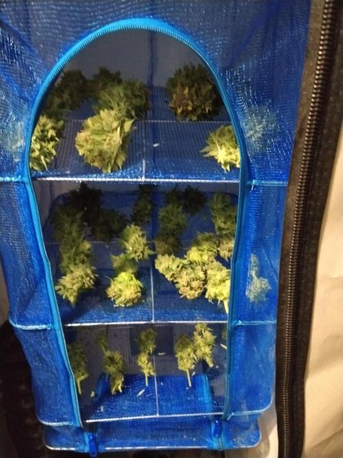 NORTHERN LIGHT. Week 12