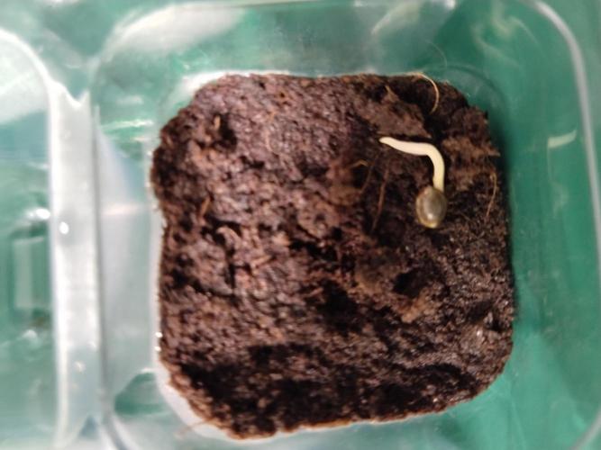 Eternity Grow Cup 2026. Week 0 - Also ausgegraben und richtig herum wieder eingepflanzt