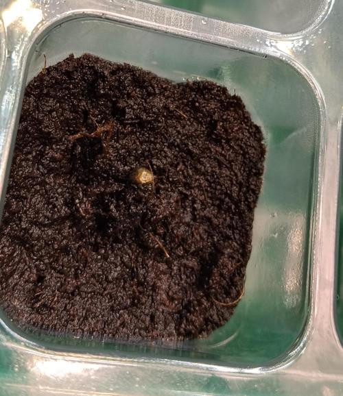 Eternity Grow Cup 2026. Week 0