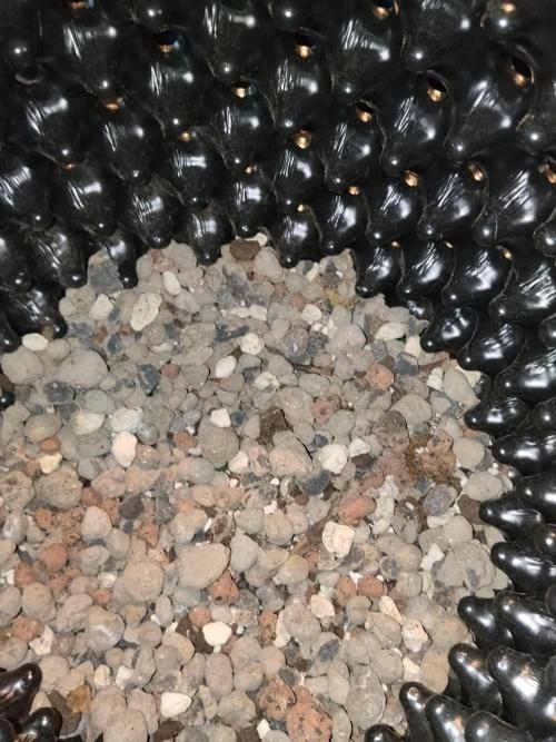 Eternity Grow Cup 2026. Week 1 - 3cm Drainage aus Blähton.