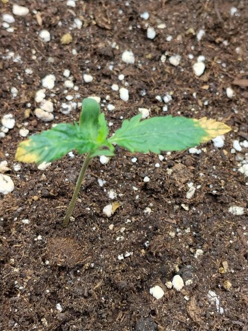 Eternity Grow Cup 2026. Week 1 - Pflanze 1